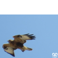 گونه سارگپه پا بلند Long-legged Buzzard